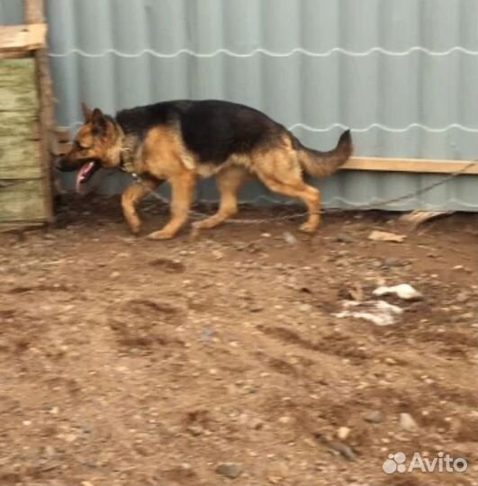 Щенок немецкой овчарки