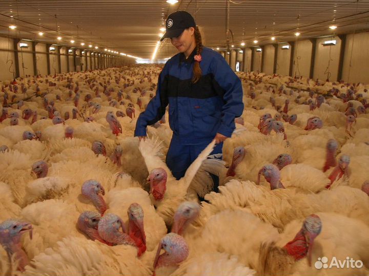 Оператор на ферму с проживанием/Вахта