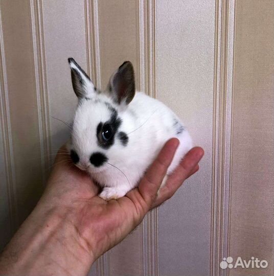 Декоративные кролики