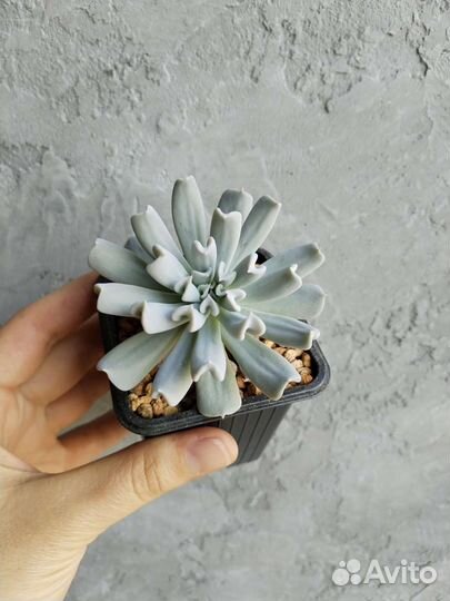 Флорариум, Суккуленты