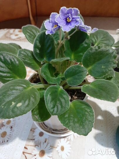 Аглоонема, Герань, Сансевиерия, Фиалки