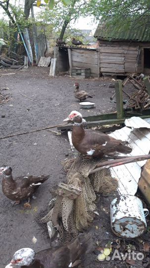 Утята разного возраста