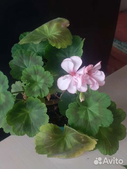 Пеларгония зональная и душистая