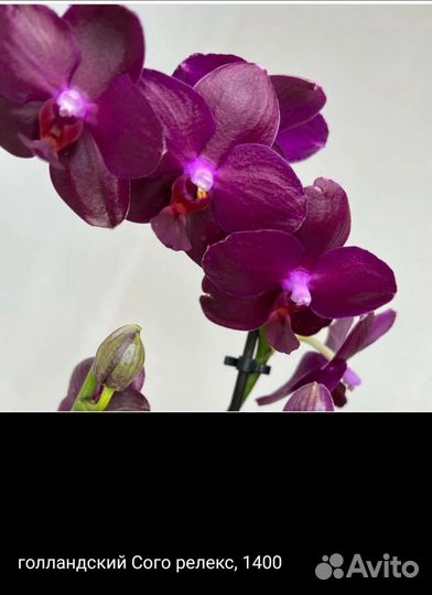Орхидея фаленопсис