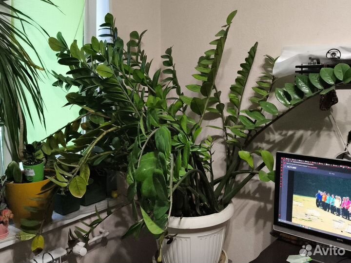 Замиокулькас