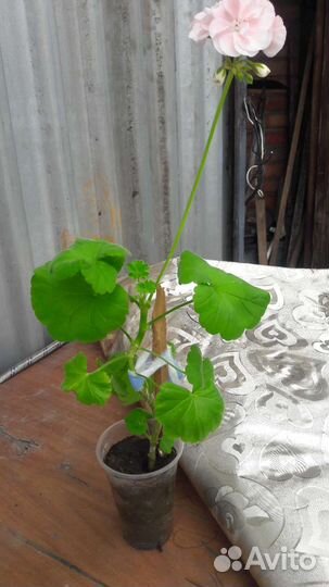 Пеларгонии