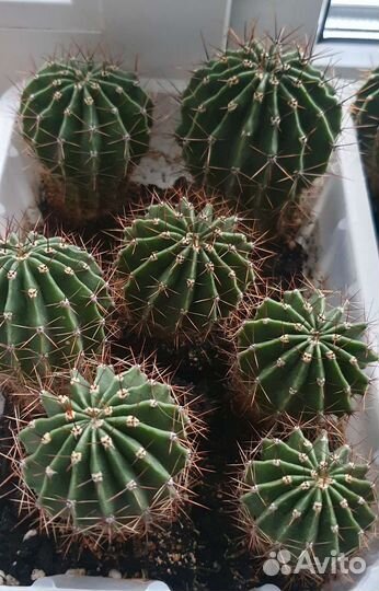 Кактусы и суккуленты