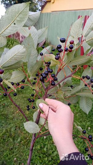 Черемуха ягода