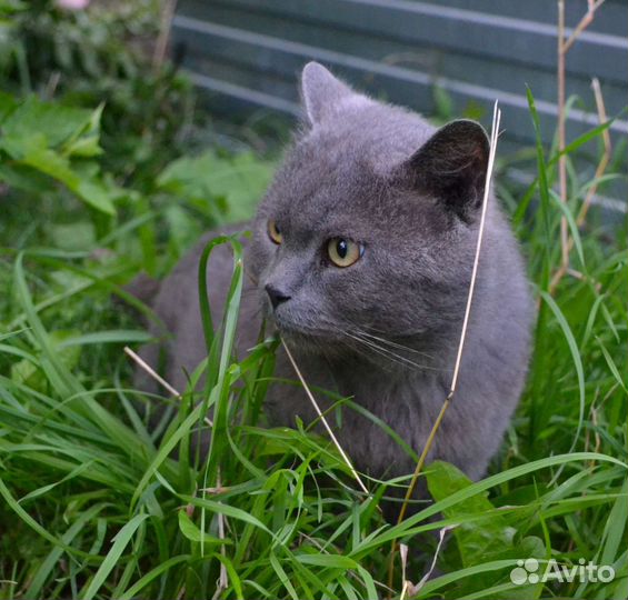 Кот нуждается в доме