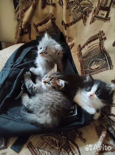 Британские котята