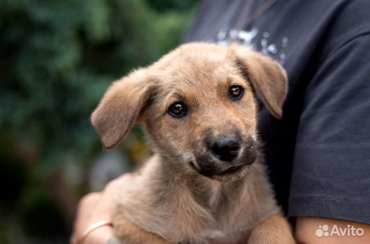 Щенок 2.5 месяца девочка в добрые руки