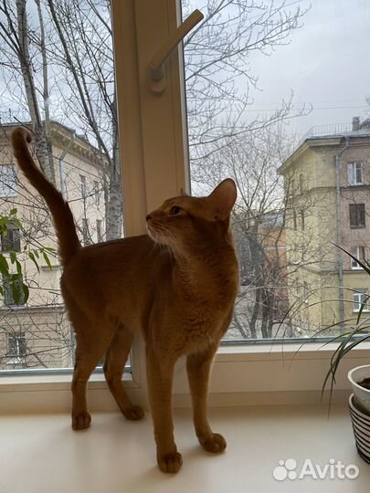 Абиссинский кот вязка