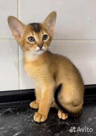 Абиссинский котенок