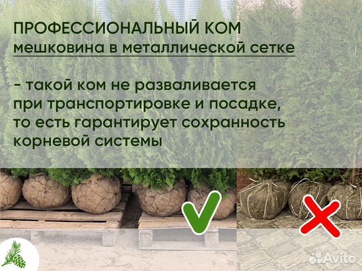 Туя Смарагд 100-120 см оптом