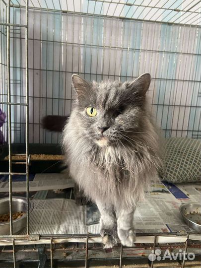 Кошка из приюта ищет дом