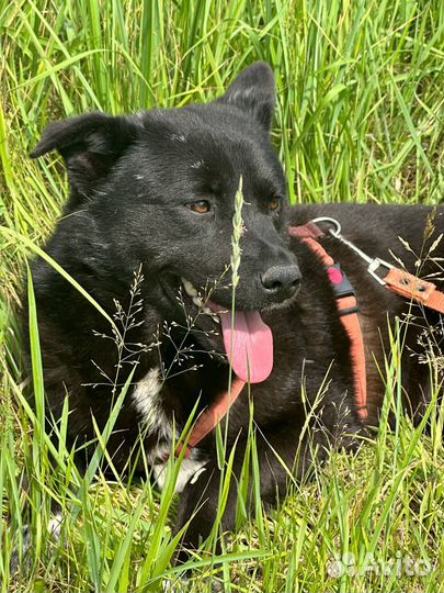 Трю’фель - для самого - самого хозяина