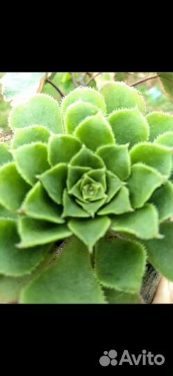 Суккуленты