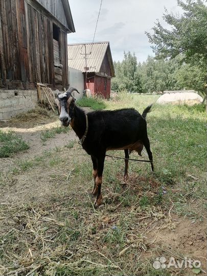 Продажа дойных коз