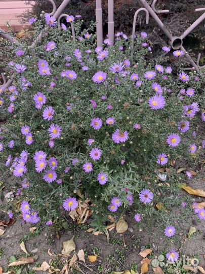 Вероника, роджерсия, астра, молочай