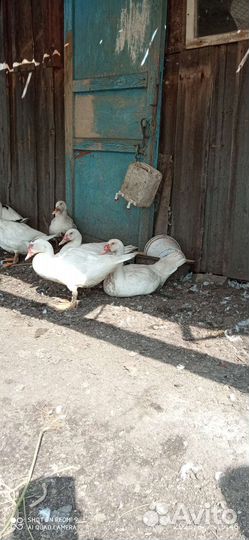 Мускусные утки тяжелые линии