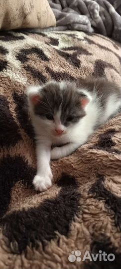 Три малыша в добрые руки