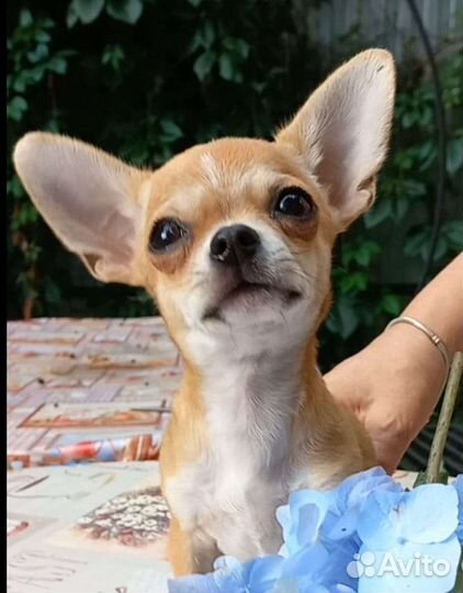 Щенки чихуахуа