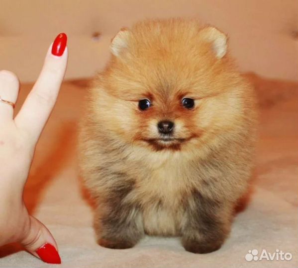 Померанский миник пом