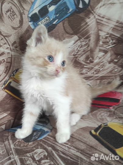 Котёнок