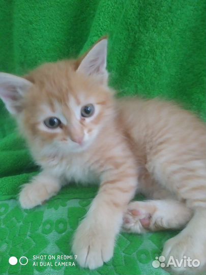 Котята отдам бесплатно