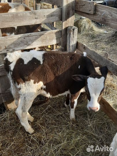 Продам телят