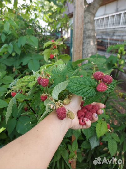 Малина сорта 