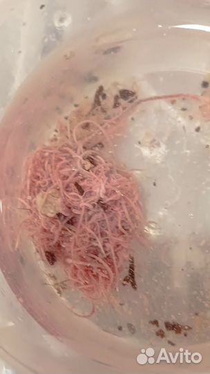 Трубочник изя