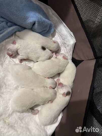 Щенки шпица