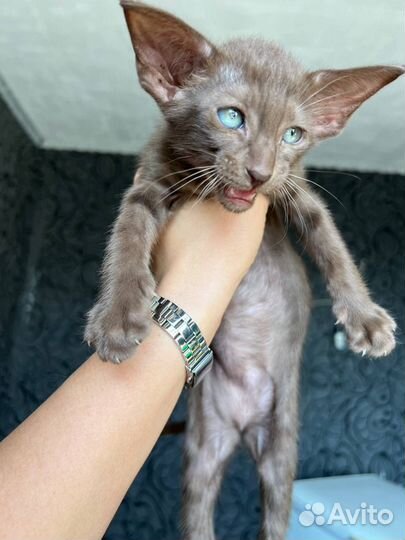 Орентальные котята