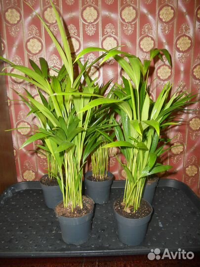 Дипсис пальма