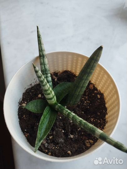 Сансевиерия цилиндрика