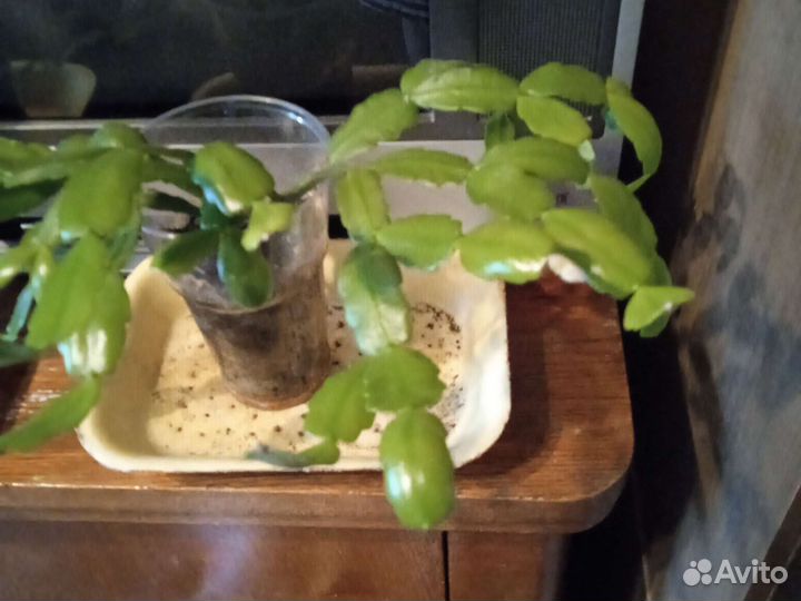 Декабрист шлюмбергера, дифенбахия