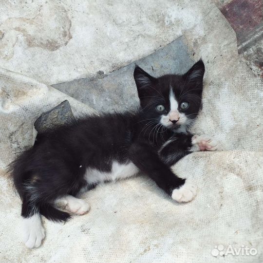 Котёнок бесплатно