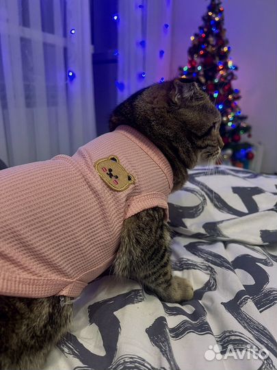 Шотландская вислоухая кошка вязка