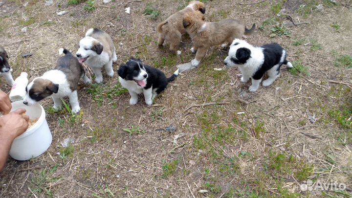 Отдам бесплатно