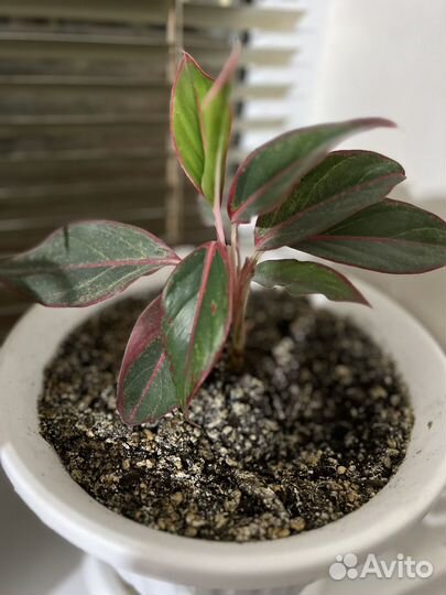 Фикус Бенджамина