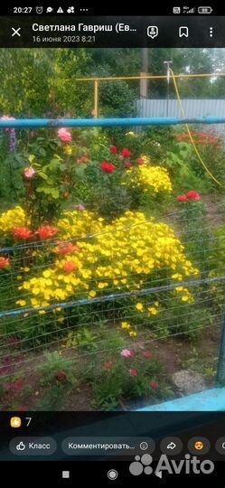 Гортензия садовая, эстонские свечи