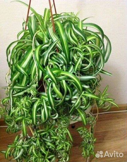 Комнатные растения цветы