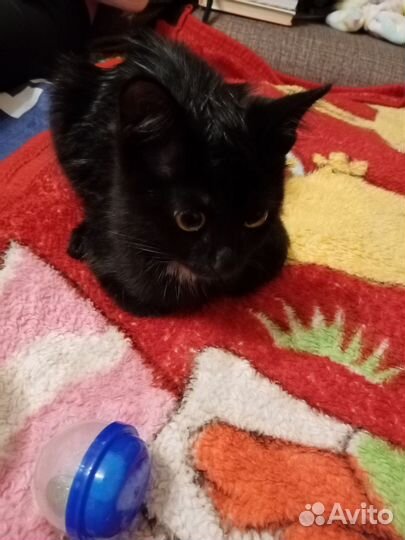 Найден котенок