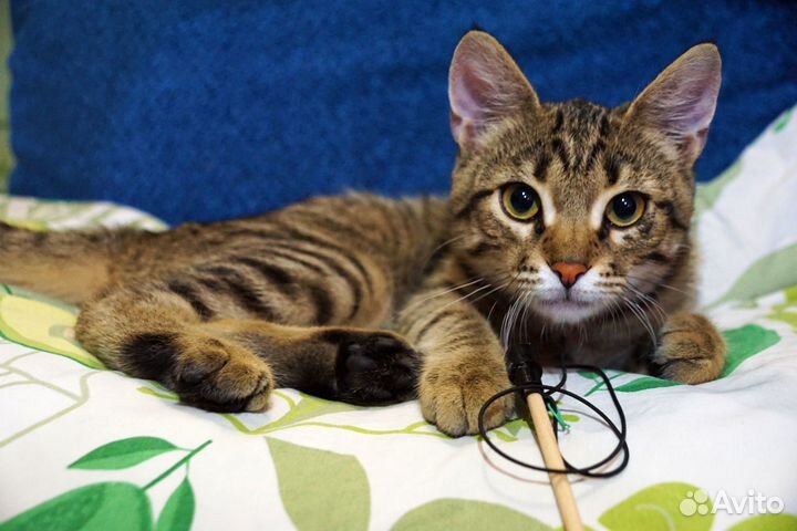 Тигровый полосатый котёнок