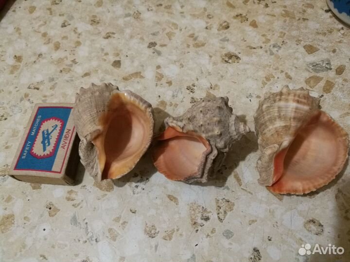 Морские ракушки