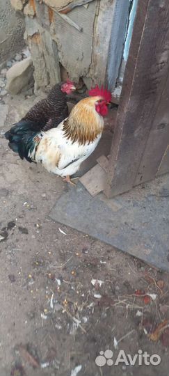 Петух