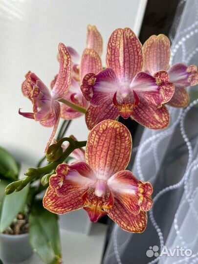 Орхидея фаленопсис