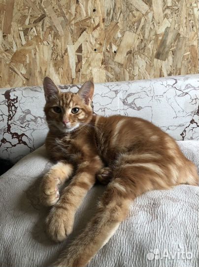 Курильский бобтейл