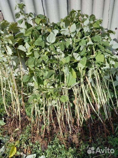 Саженцы малины